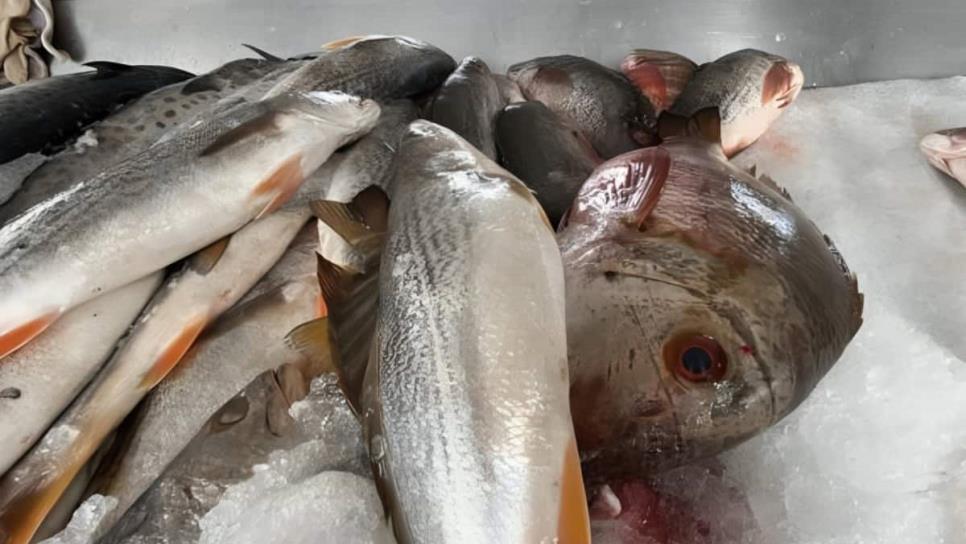 ¿Cuáles son las especies de pescados que se producen en Sinaloa? 