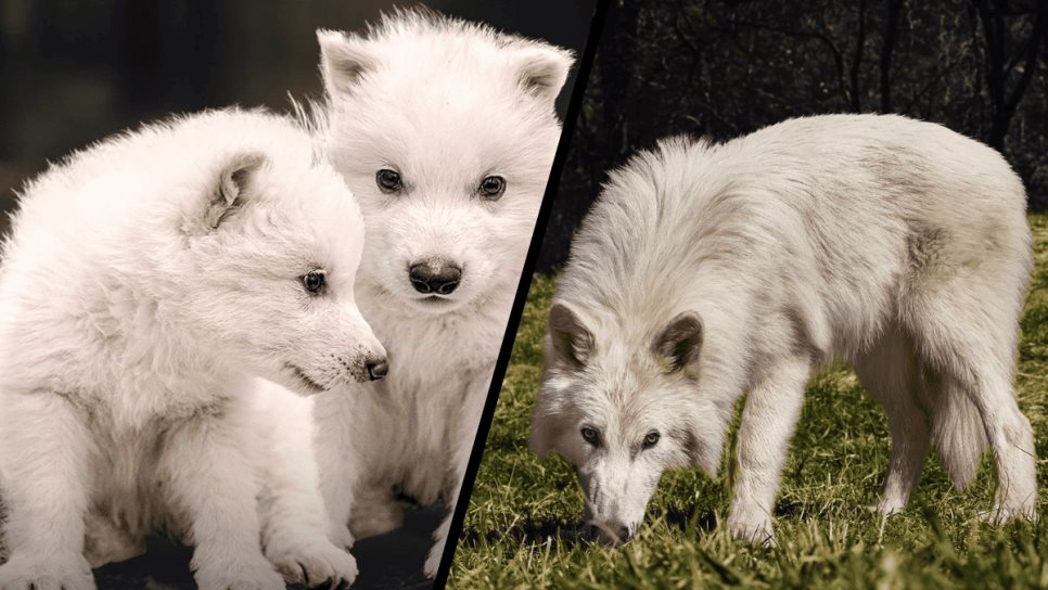 Regresa de la extinción: reviven al Lobo Huargo, especie extinta hace 10 mil años Regresa de la extinción: reviven al Lobo Huargo, especie extinta hace 10 mil años