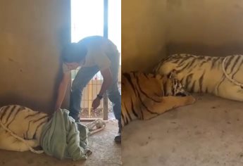 Rescatan a dos tigres violentos en el Triángulo Dorado