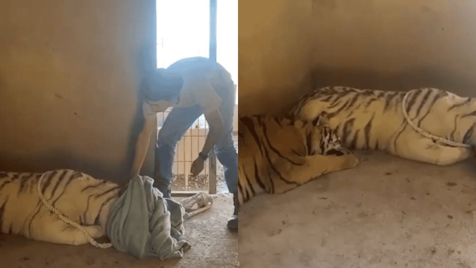 Rescatan a dos tigres violentos en el Triángulo Dorado Rescatan a dos tigres violentos en el Triángulo Dorado