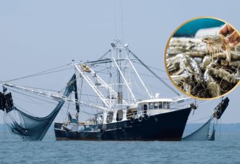 Veda de camarón en Sinaloa: ¿cuáles son las reglas para pescadores y comercializadoras?