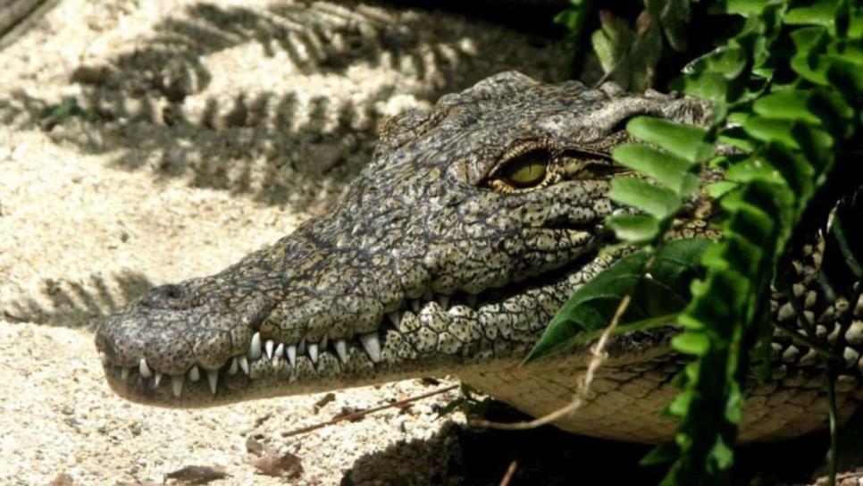 Captan enorme cocodrilo nadando frente a turistas en esta playa de México | VIDEO