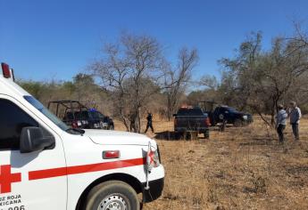Muere adulto mayor atacado por abejas en Choix; su nieto de tres años se encuentra grave