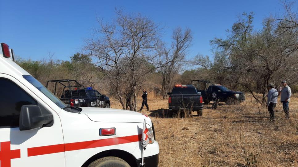 Muere adulto mayor atacado por abejas en Choix; su nieto de tres años se encuentra grave Muere adulto mayor atacado por abejas en Choix; su nieto de tres años se encuentra grave