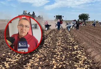 Escasez de agua en Sinaloa provoca exceso de producción de papa y cae su precio