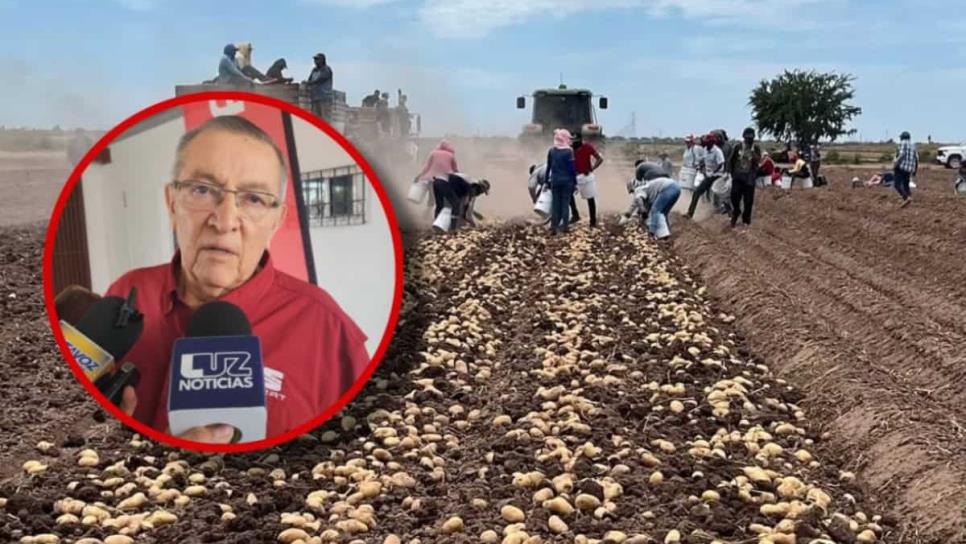 Escasez de agua en Sinaloa provoca exceso de producción de papa y cae su precio Escasez de agua en Sinaloa provoca exceso de producción de papa y cae su precio