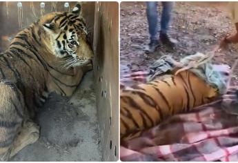 Aseguran dos tigres de Bengala, explosivos y vehículos en San José de Gracia, Sinaloa