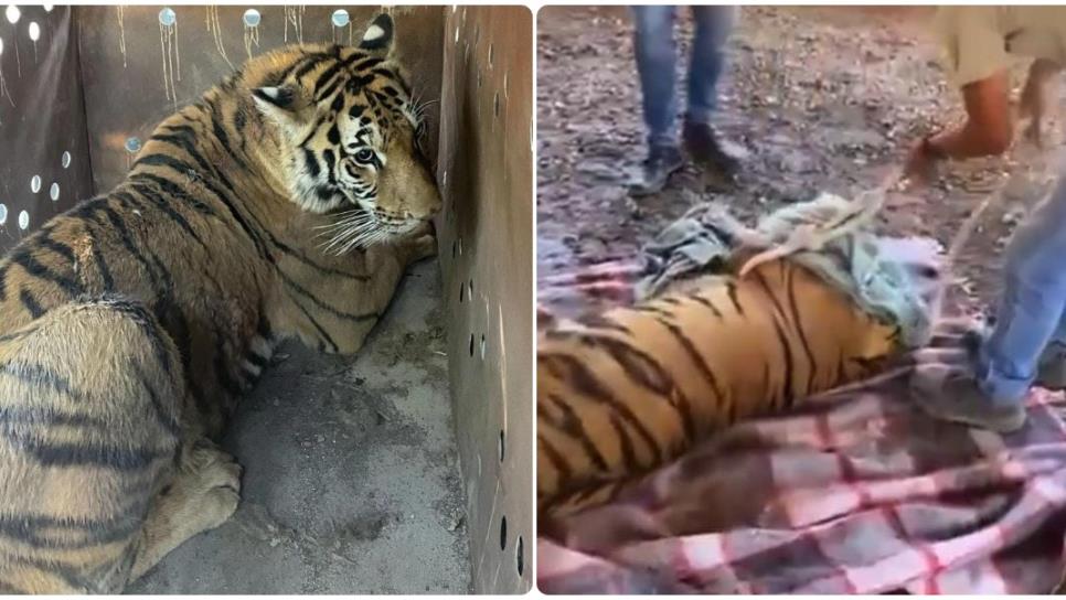 Aseguran dos tigres de Bengala, explosivos y vehículos en San José de Gracia, Sinaloa Aseguran dos tigres de Bengala, explosivos y vehículos en San José de Gracia, Sinaloa