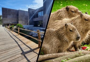 ¿Habrá capibaras en el Gran Acuario Mazatlán? Esto sabemos 