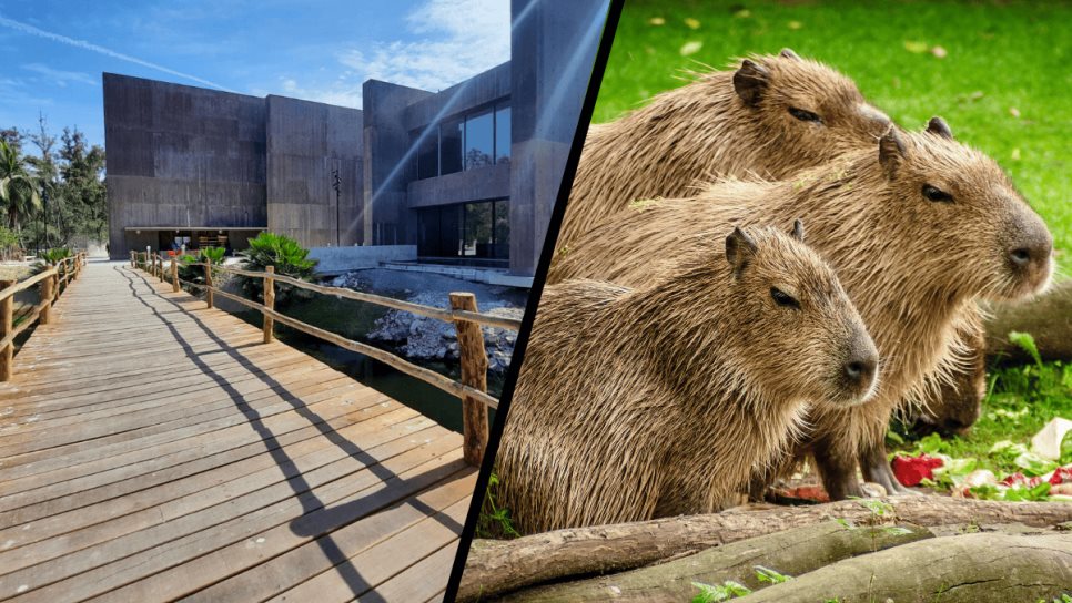 ¿Habrá capibaras en el Gran Acuario Mazatlán? Esto sabemos 