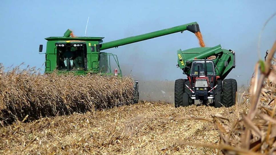 Sinaloa arranca cosecha de maíz Sinaloa arranca cosecha de maíz