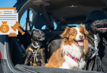 ¿De cuánto es la multa por llevar un perro en el auto?