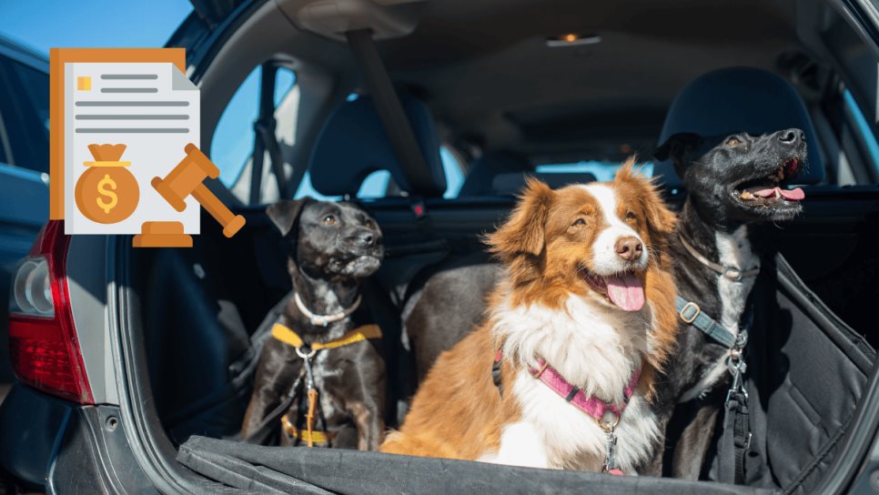¿De cuánto es la multa por llevar un perro en el auto?