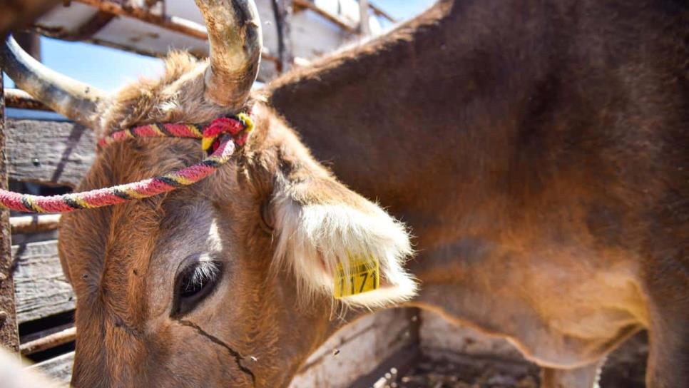 Acercan servicios ganaderos a comunidades rurales para recuperar estatus zoosanitario de Sinaloa Acercan servicios ganaderos a comunidades rurales para recuperar estatus zoosanitario de Sinaloa