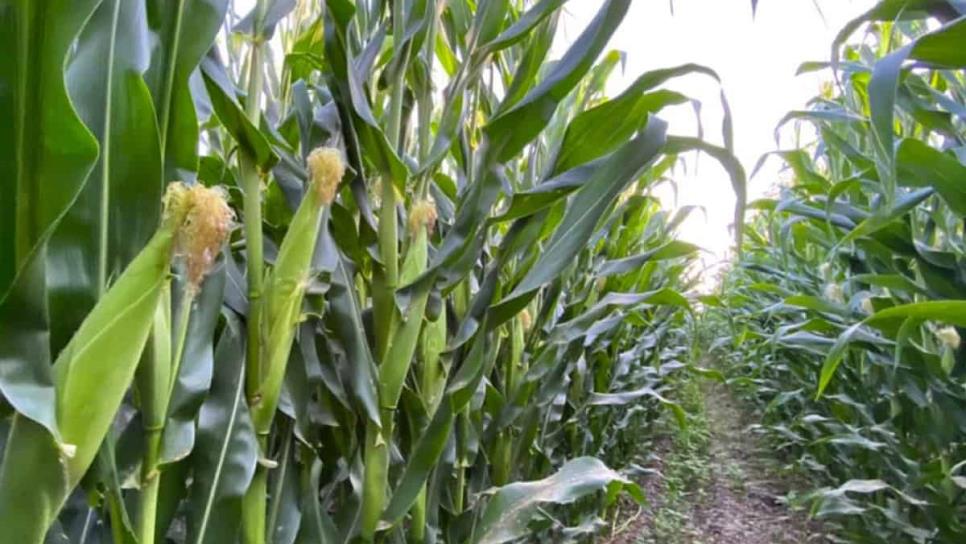 Sinaloa solicita a SADER abrir centros de acopio para pequeños productores de maíz