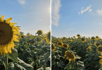 En Culiacán también hay girasoles y los puedes disfrutar en familia por tan solo $20