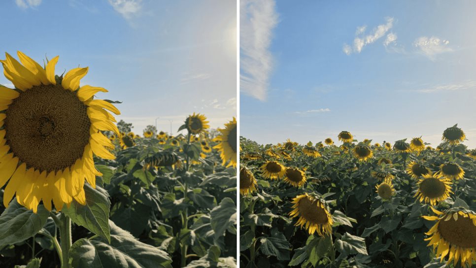 En Culiacán también hay girasoles y los puedes disfrutar en familia por tan solo $20