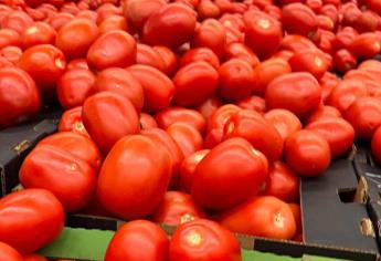 Peligran 3 mil millones de dólares por fin del acuerdo antidumping al tomate mexicano