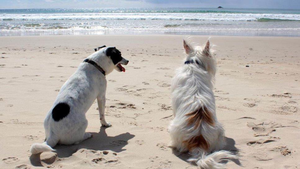 Playa El Maviri 2025: por esta razón prohíben la entrada de mascotas a este balneario