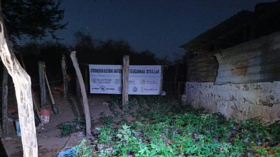 Grupo Interinstitucional localizó y erradicó un plantío de mariguana en el municipio de Elota