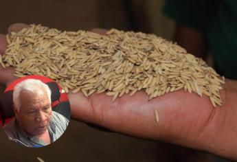 Inician trilla de trigo con bajos rendimientos en el Valle del Carrizo