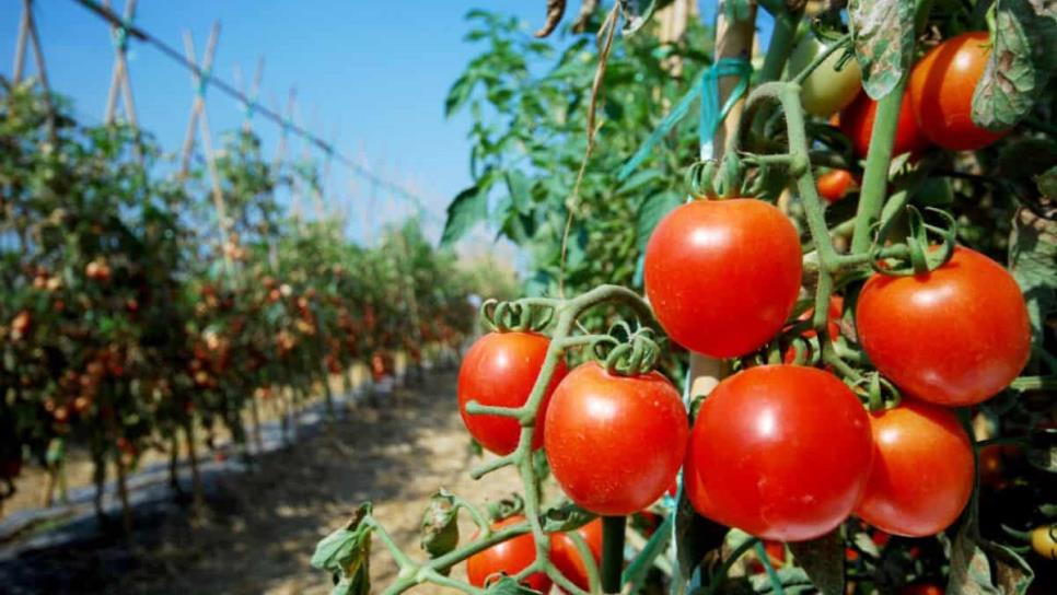 Productores de Sinaloa exigen medidas urgentes ante aranceles de EE.UU.