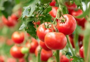 México inicia defensa del tomate ante intención de aranceles de Estados Unidos