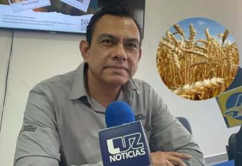 Trigo de Sinaloa presenta bajo rendimiento y calidad por sequía