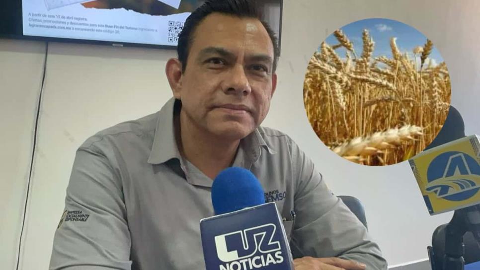 Trigo de Sinaloa presenta bajo rendimiento y calidad por sequía Trigo de Sinaloa presenta bajo rendimiento y calidad por sequía