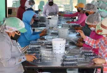 Sinaloa en plena cosecha de arándanos y frambuesas