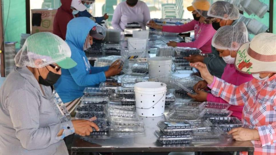 Sinaloa en plena cosecha de arándanos y frambuesas Sinaloa en plena cosecha de arándanos y frambuesas