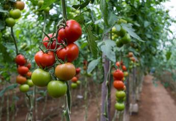 Arancel al tomate podría provocar levantamientos sociales en Sinaloa: CNC