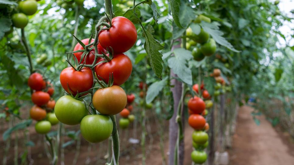 Arancel al tomate podría provocar levantamientos sociales en Sinaloa: CNC Arancel al tomate podría provocar levantamientos sociales en Sinaloa: CNC
