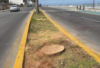 Palmeras que cortaron en Mazatlán no están en riesgo de extinción: Operadora de Playa