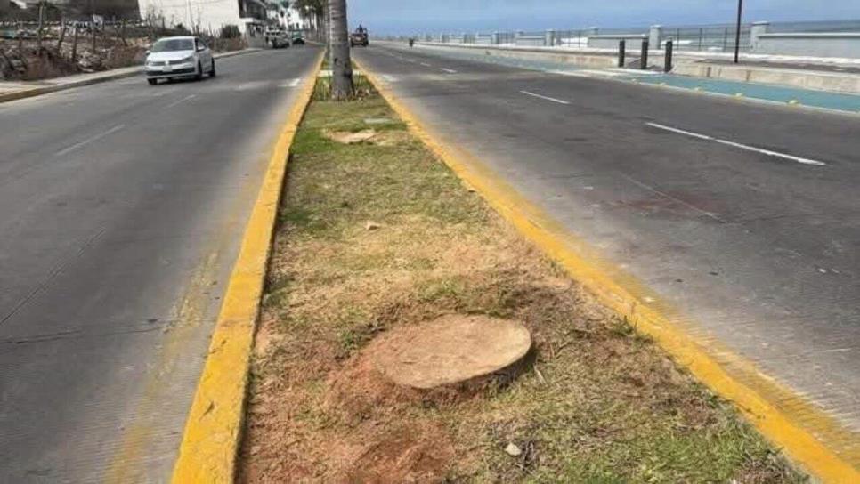Palmeras que cortaron en Mazatlán no están en riesgo de extinción: Operadora de Playa Palmeras que cortaron en Mazatlán no están en riesgo de extinción: Operadora de Playa
