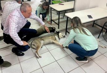 Más de 150 mascotas fueron esterilizadas en jornada organizada por el Gobierno de Ahome
