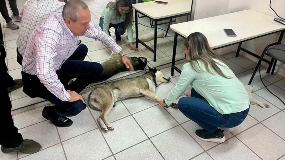 Más de 150 mascotas fueron esterilizadas en jornada organizada por el Gobierno de Ahome Más de 150 mascotas fueron esterilizadas en jornada organizada por el Gobierno de Ahome
