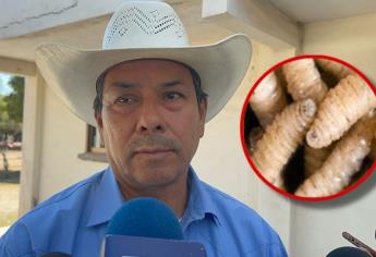 Sinaloa está libre de Gusano Barrenador, señalan ganaderos de Ahome