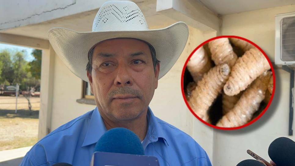 Sinaloa está libre de Gusano Barrenador, señalan ganaderos de Ahome Sinaloa está libre de Gusano Barrenador, señalan ganaderos de Ahome