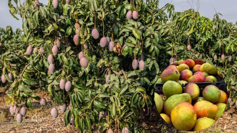 Pozos mantienen a flote las mil hectáreas de mango en la región Pascola Pozos mantienen a flote las mil hectáreas de mango en la región Pascola