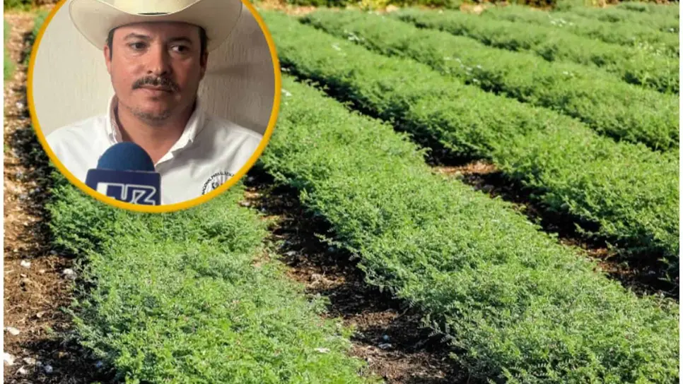 ¿Cuánto garbanzo sembrará Sinaloa en el ciclo 2025-2026?