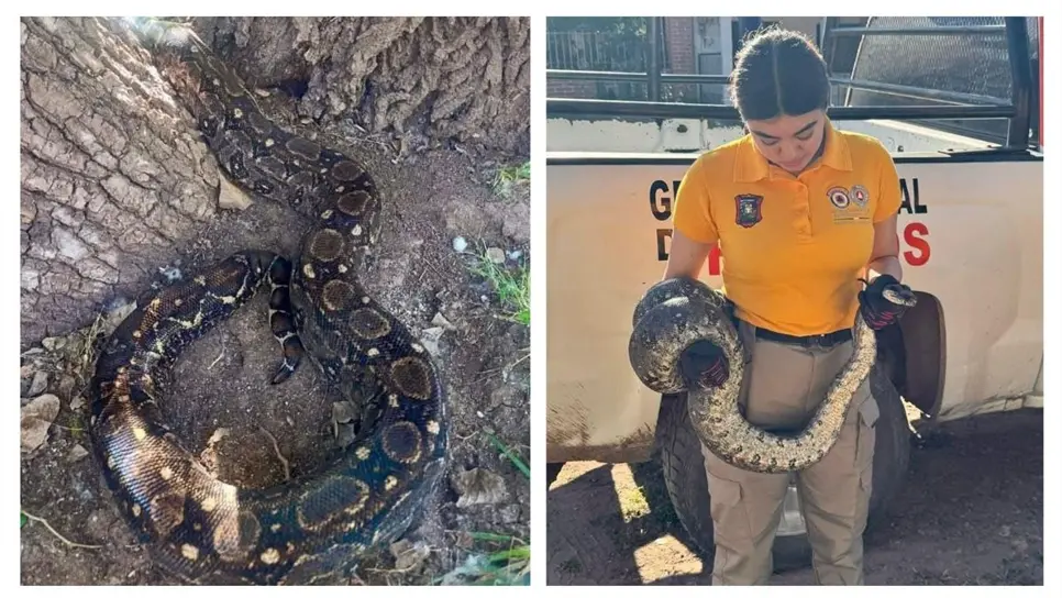 Encuentran boa constrictora de más de un metro dentro de una casa en Guamúchil