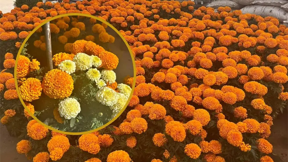 FOTO: Mazatlán se llena de color con la llegada de la flor de cempasúchil; ¿Cuál es su precio y dónde encontrarla?
