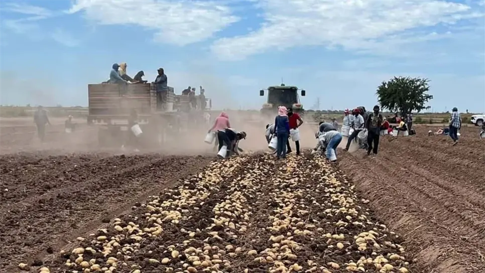 Planean iniciar inspecciones ordinarias en las empresas agrícolas. FOTO: Luz Noticias.