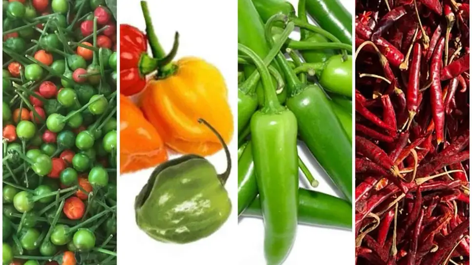 ¿Te gusta el picante? Conoce el Top 5 de los chiles más picosos de México