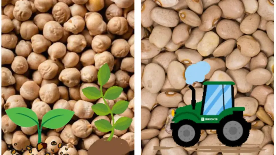 "Lo barato puede salir caro", piden a productores evitar semilla sin certificación