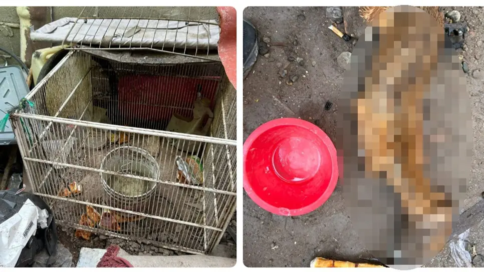 El perrito vivía en pésimas condiciones. (FOTO: Cortesía).