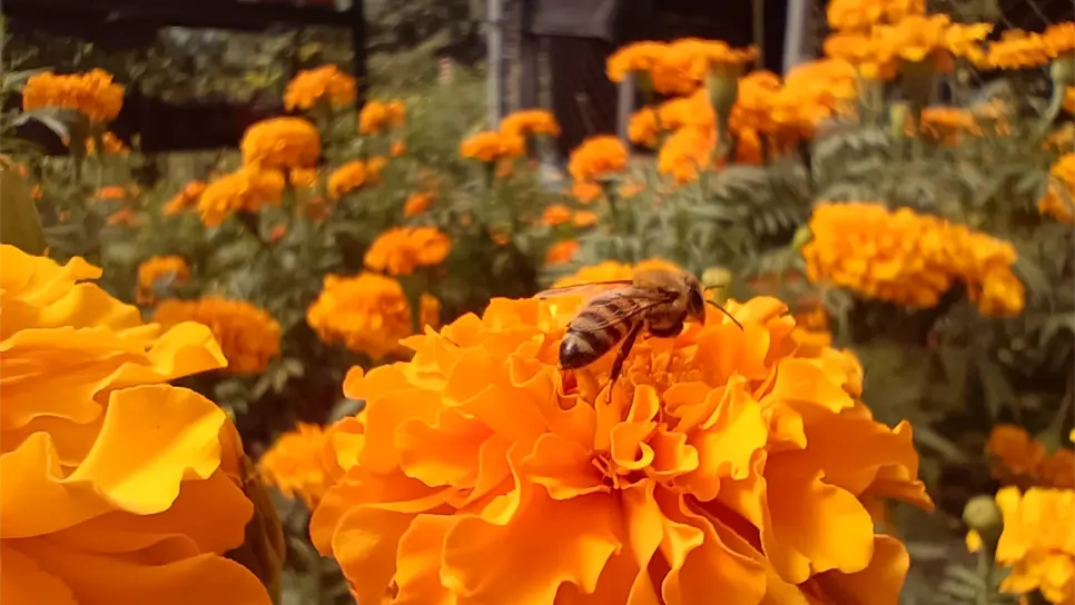 Podrás encontrarlas a un gran precio en el Parque Sinaloa. (FOTO: Esthela García).