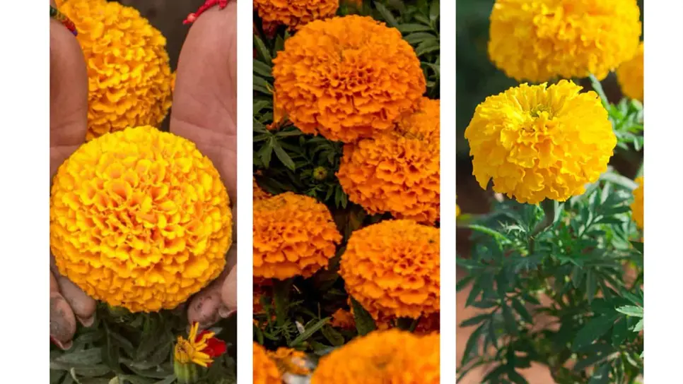 Aprende a reconocer la auténtica flor de cempasúchil antes de armar tu ofrenda