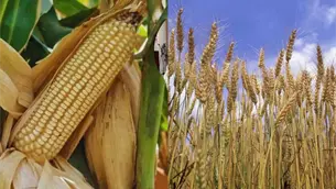 Sinaloa enciende alertas ante el bajo precio del maíz